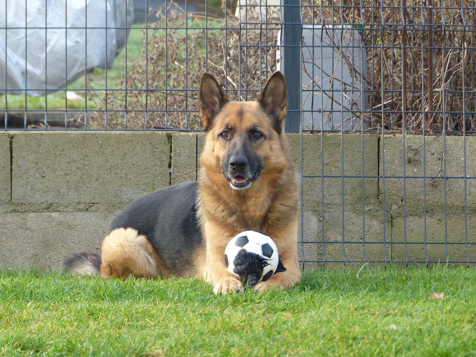 Schäferhund liegt entspannt im Garten
