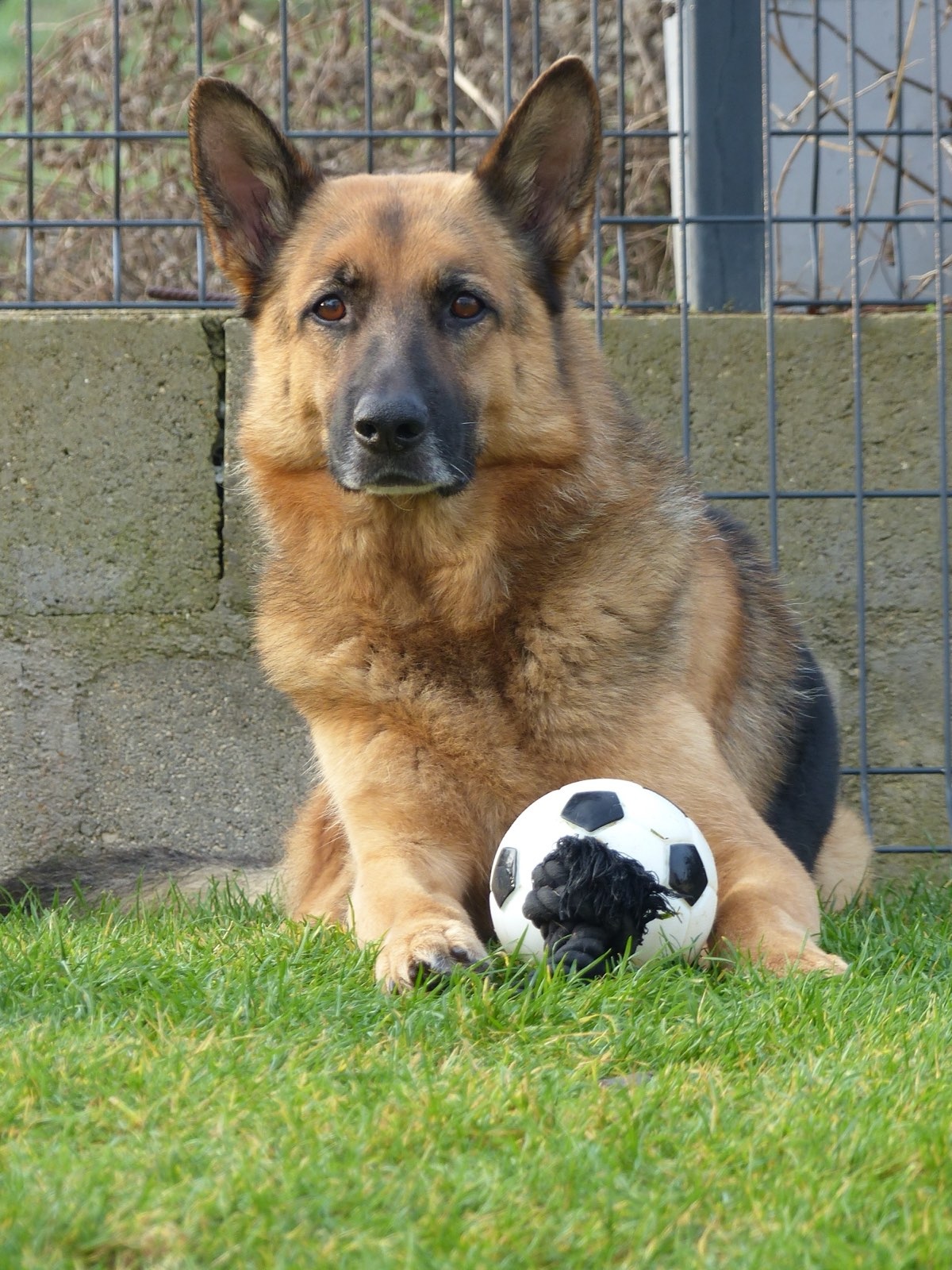 Schäferhund mit Ball im Garten