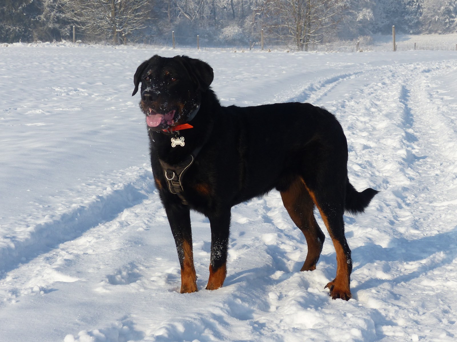 Rottweiler steht im Schnee