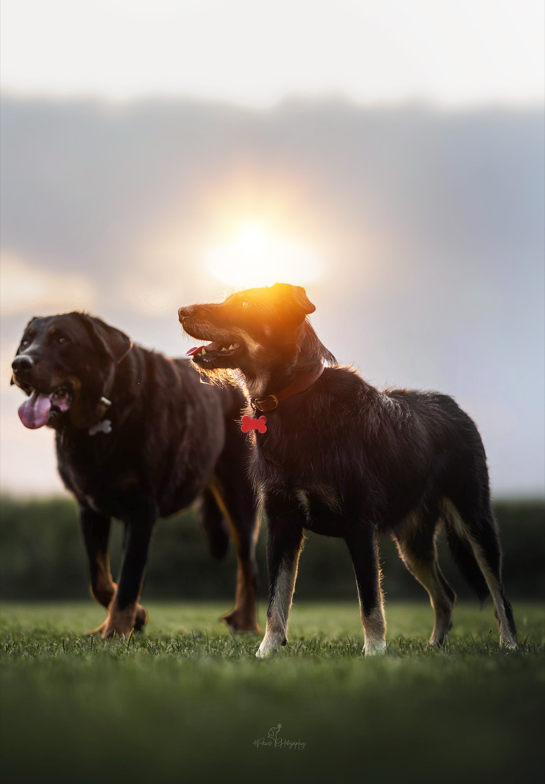 Zwei Hunde in der Abendsonne