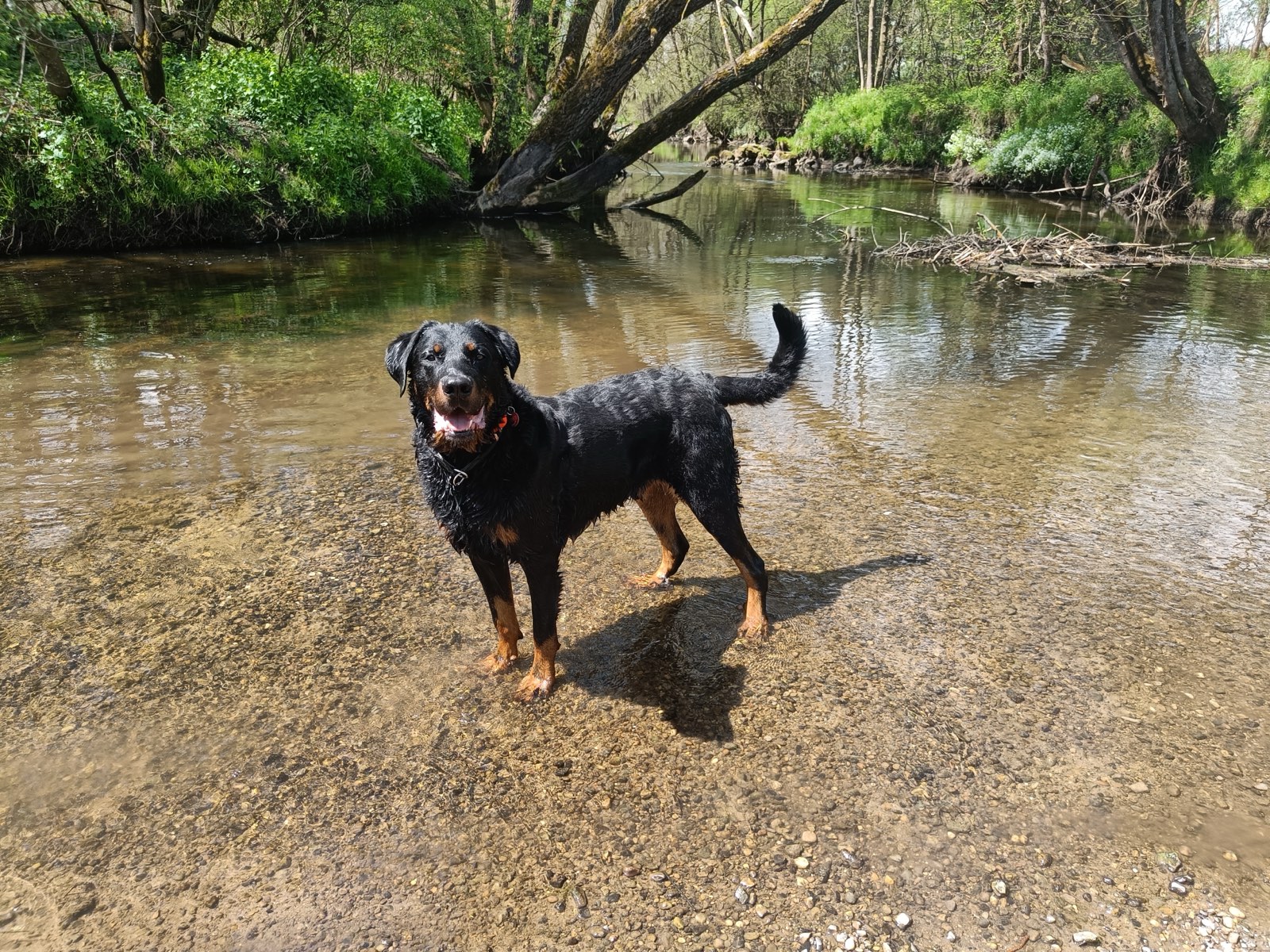 Rottweiler steht im Bach