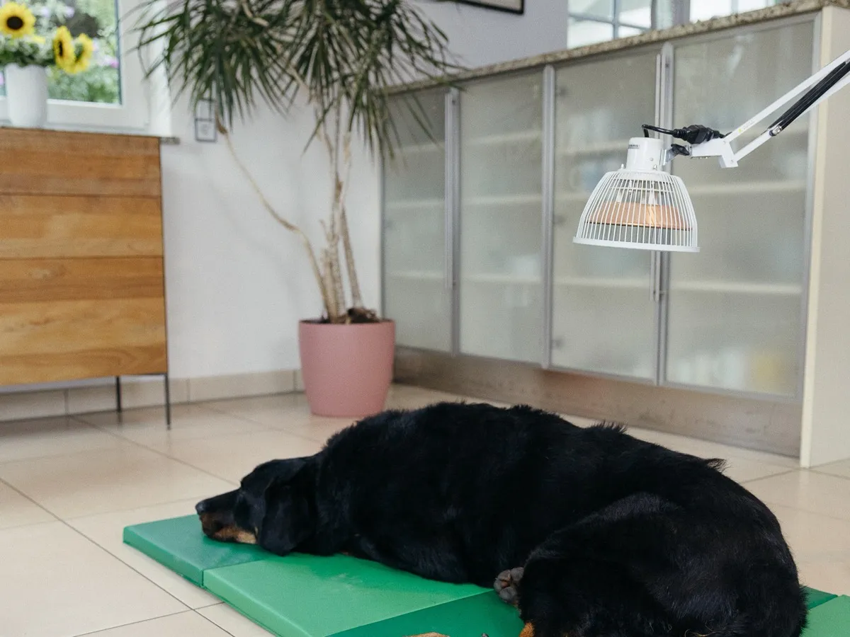 Tierphysiotherapie CanisVita