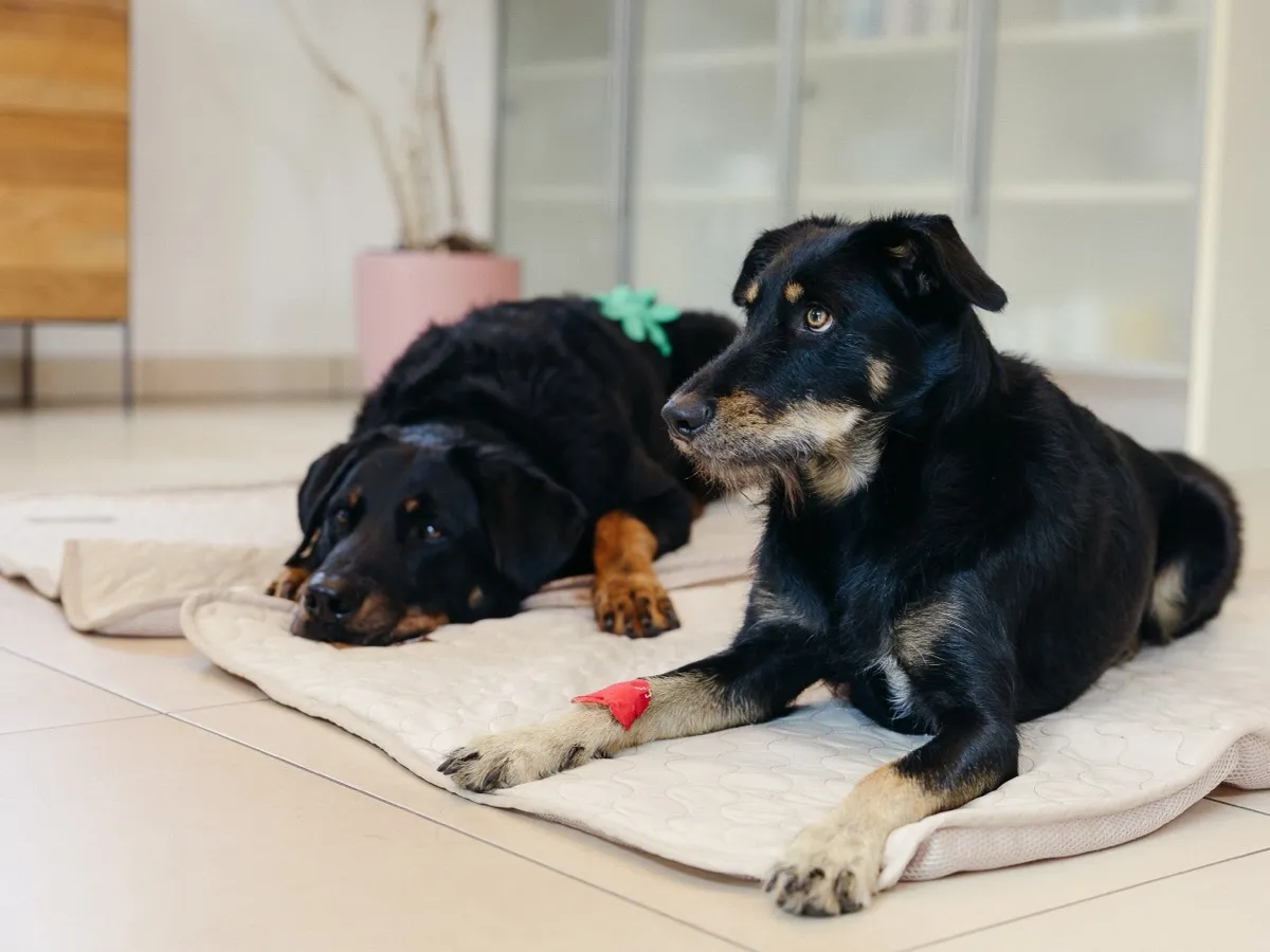 Tierphysiotherapie CanisVita